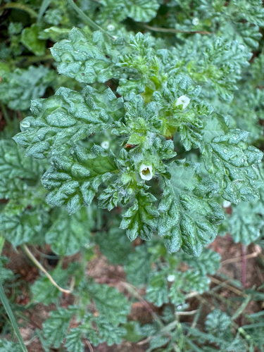 Coldenia procumbens