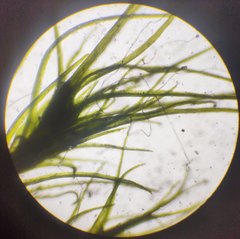 Pleuridium subulatum