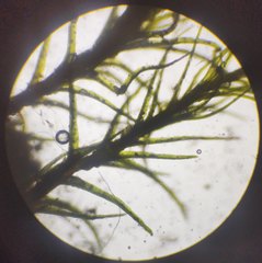 Pleuridium subulatum