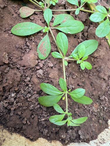 Slender Carpet-weed