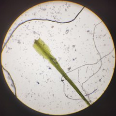 Pleuridium subulatum