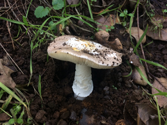 Amanita calyptratoides