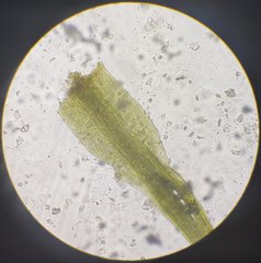 Pleuridium subulatum