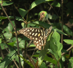 Graphium arycles