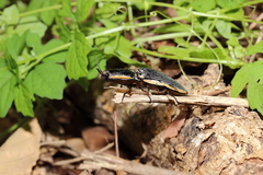 Chalcolepidius rugatus
