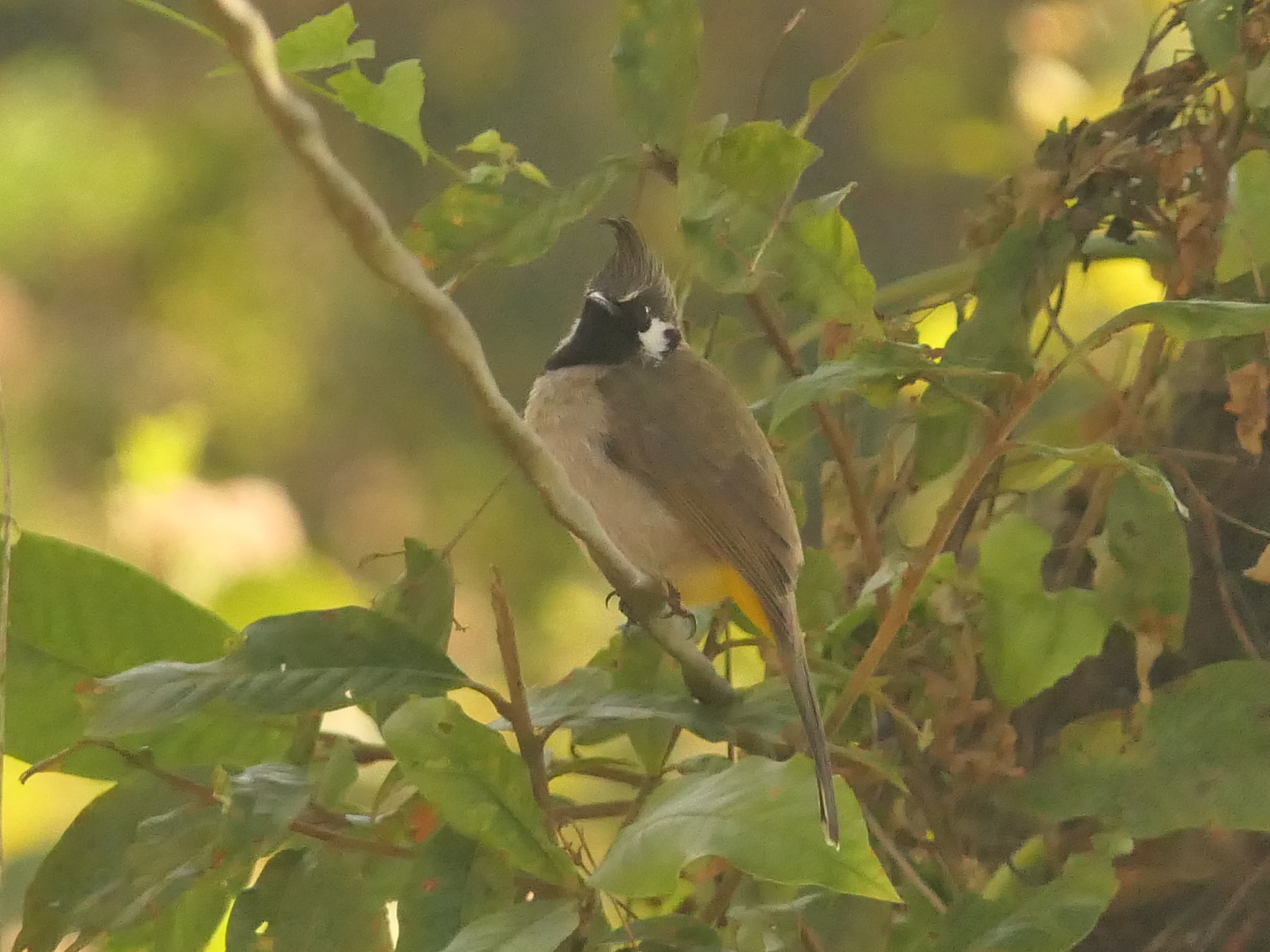 Himalayan Bulbul (Pycnonotus leucogenys), photo 1