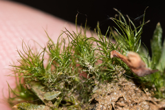 Pleuridium subulatum