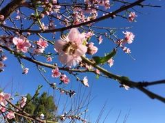 Prunus persica nucipersica