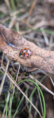 Asian Lady Beetle