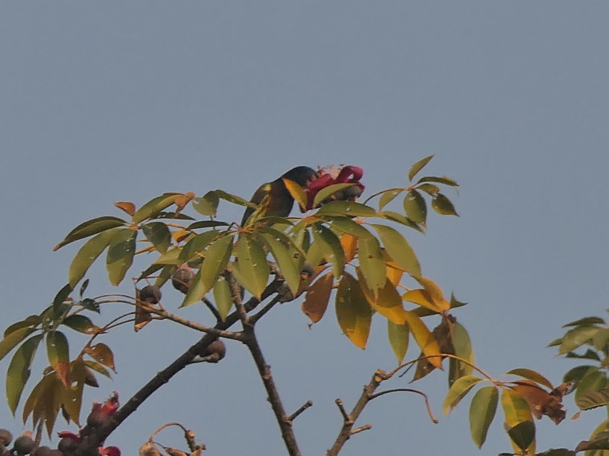 Great Barbet (Psilopogon virens), photo 6