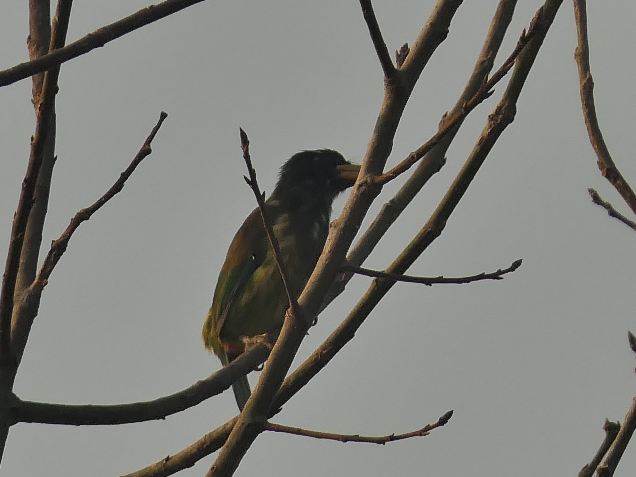 Great Barbet (Psilopogon virens), photo 8