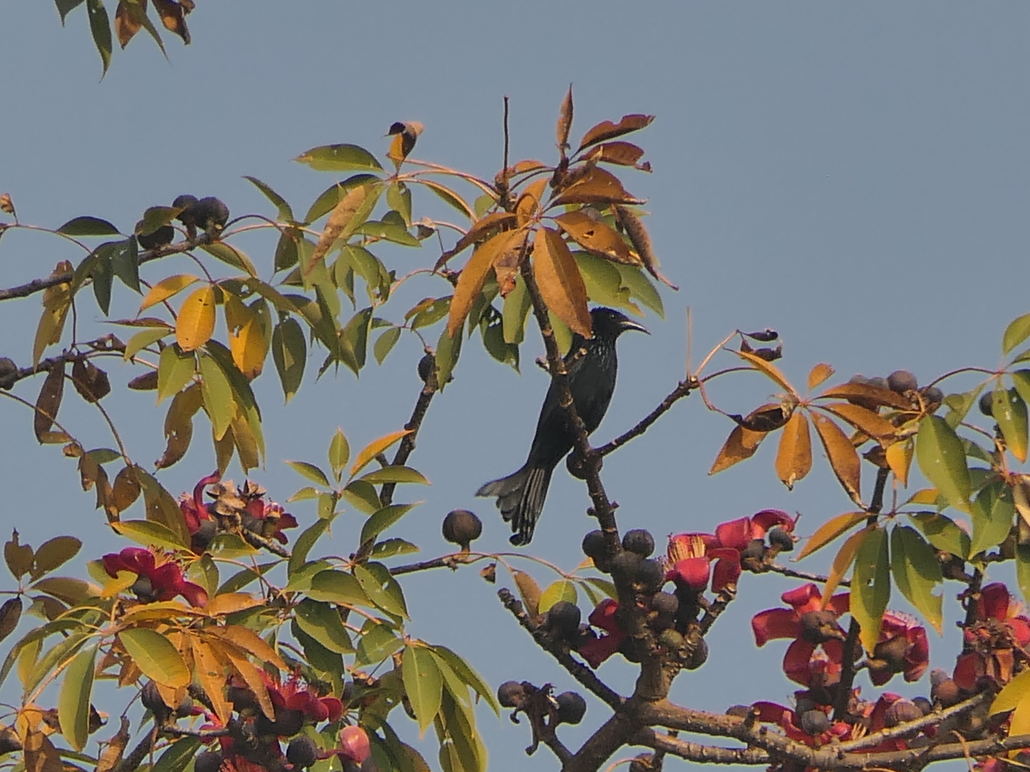 Hair-crested Drongo (Dicrurus hottentottus), photo 4
