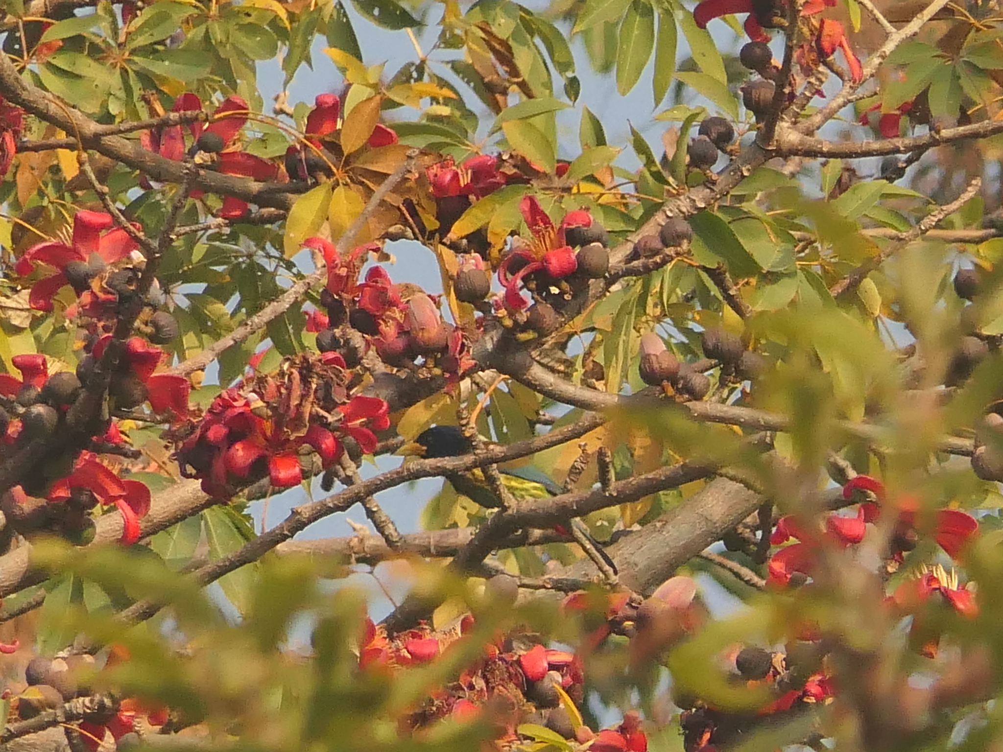 Great Barbet (Psilopogon virens), photo 5