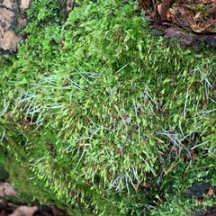 Lophocoleaceae