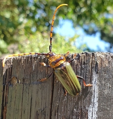 Retrachydes thoracicus