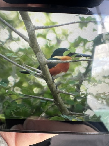 American Pygmy Kingfisher (Chloroceryle aenea), photo 8