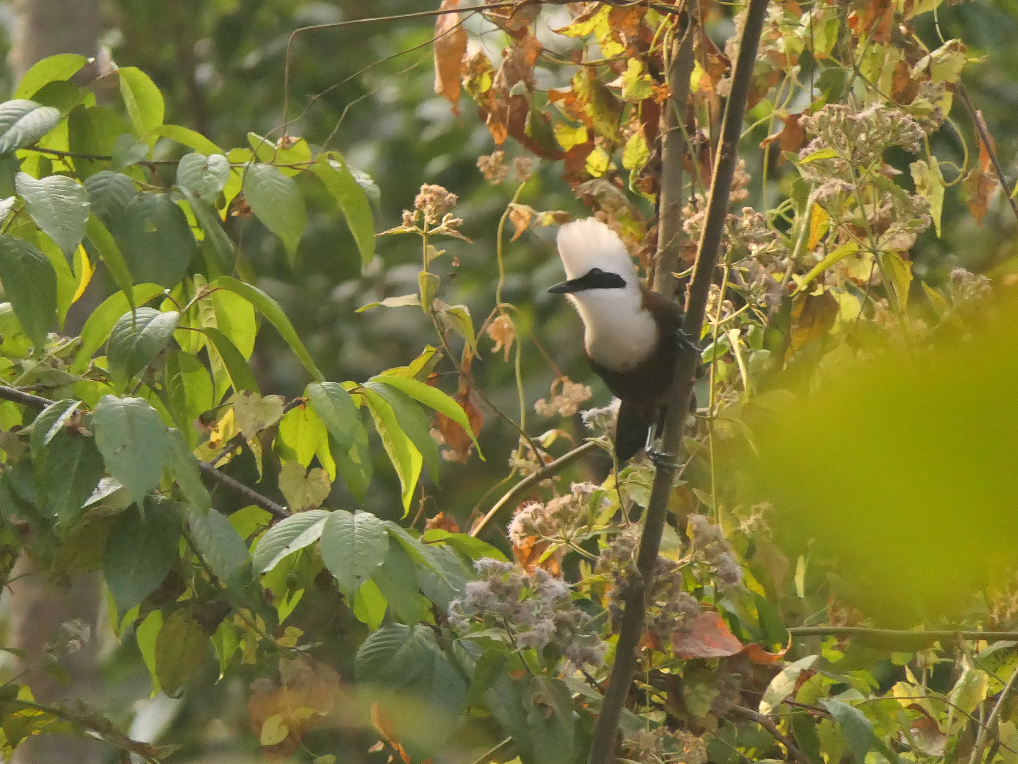 White-crested Laughingthrush (Garrulax leucolophus), photo 5