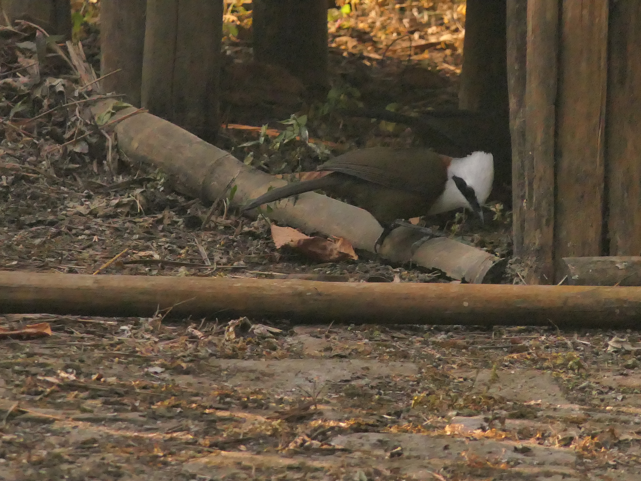 White-crested Laughingthrush (Garrulax leucolophus), photo 4