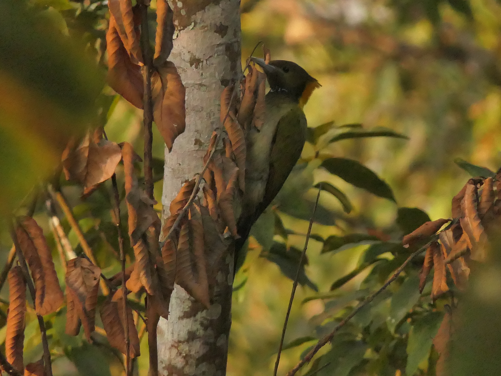 Greater Yellownape (Chrysophlegma flavinucha), photo 3