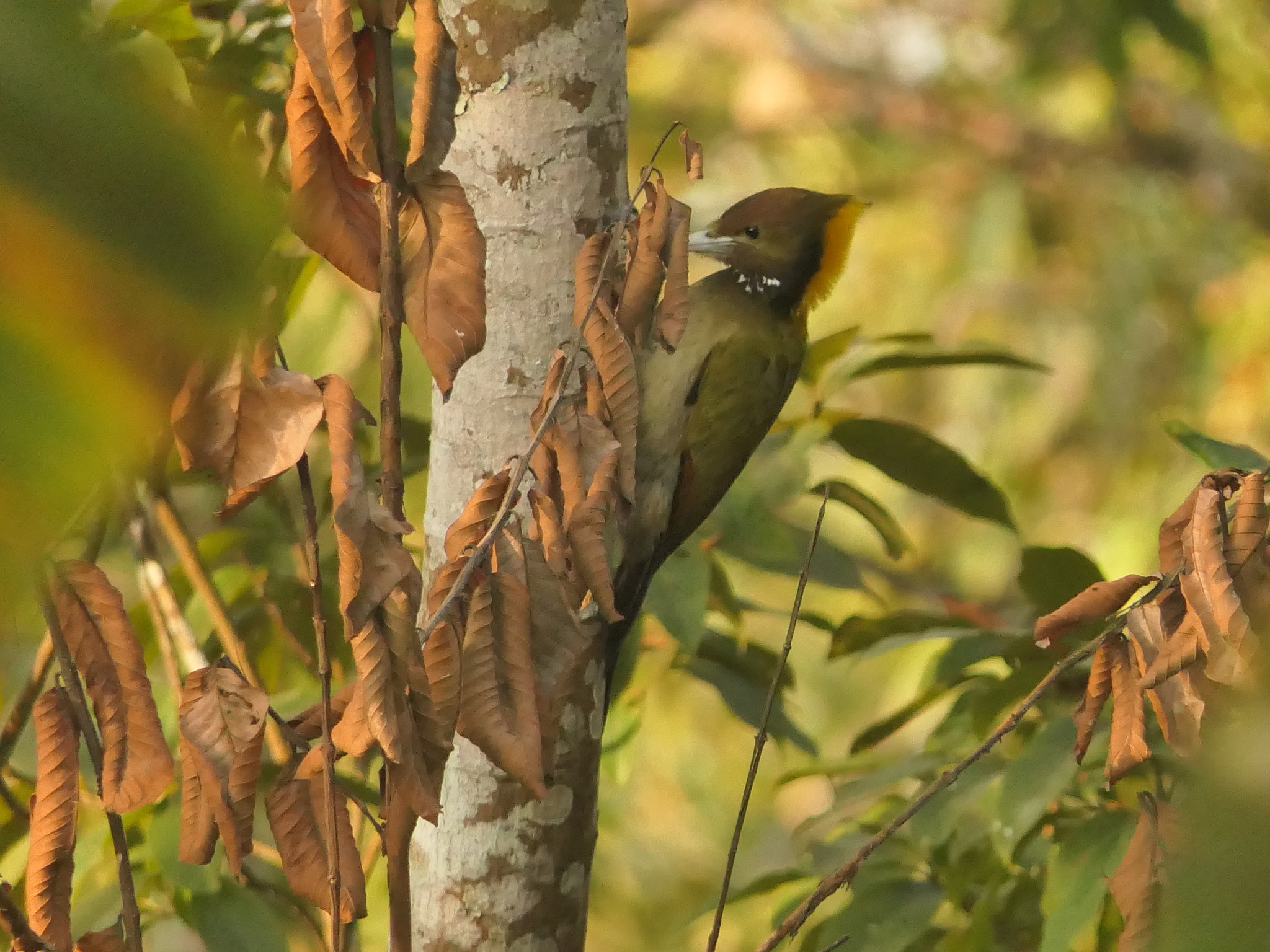 Greater Yellownape (Chrysophlegma flavinucha), photo 4