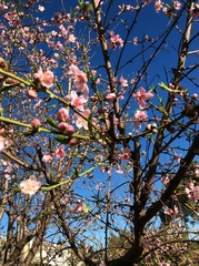 Prunus persica nucipersica