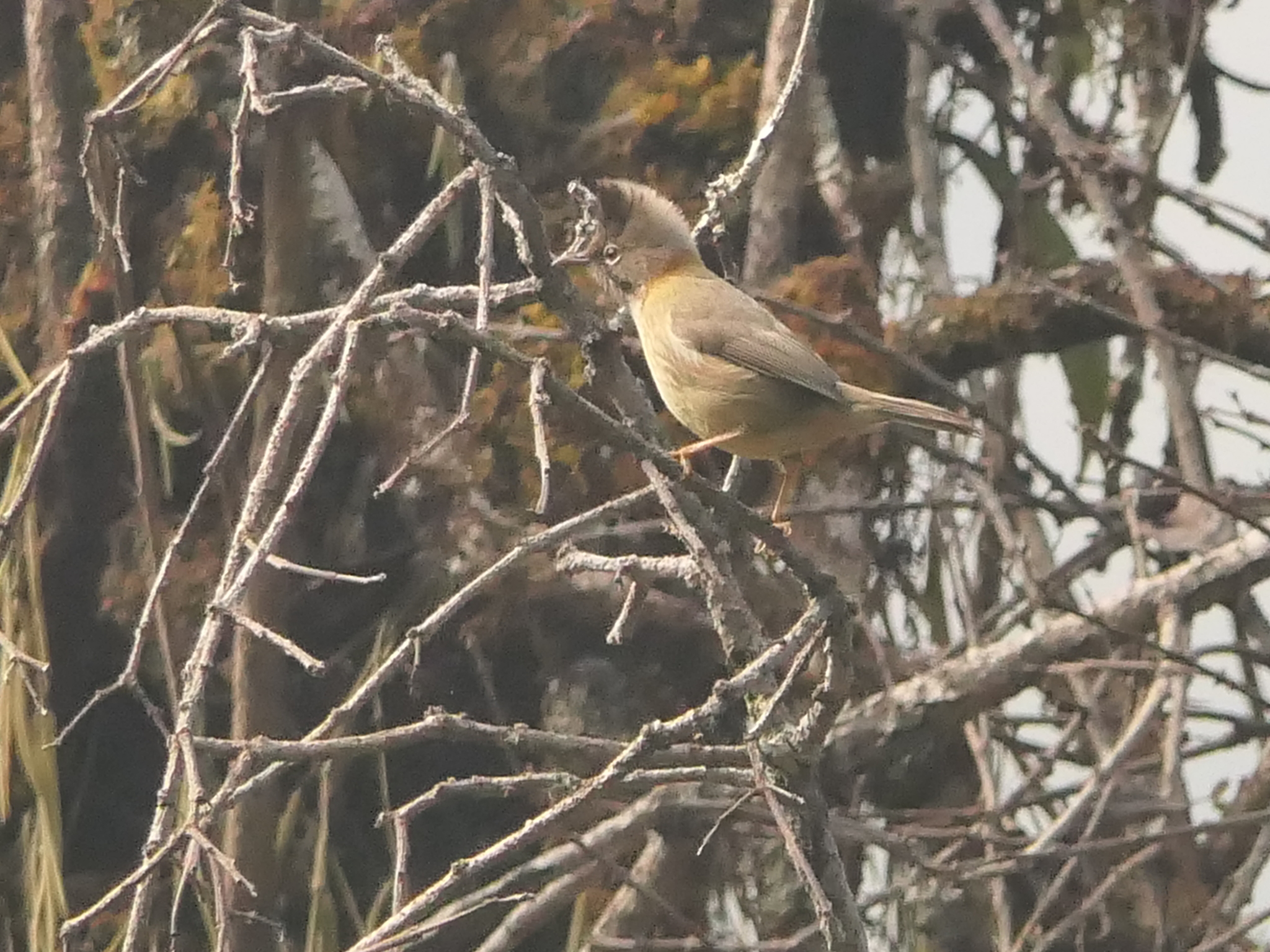 Whiskered Yuhina (Yuhina flavicollis), photo 1