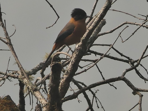 Rufous Sibia (Heterophasia capistrata), photo 1