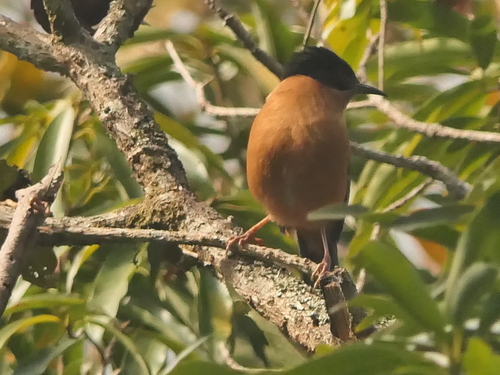 Rufous Sibia (Heterophasia capistrata), photo 2