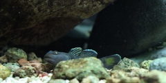 Rhinogobius niger