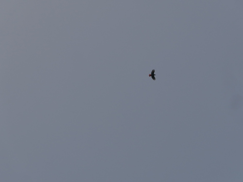 Maroon Oriole (Oriolus traillii), photo 4