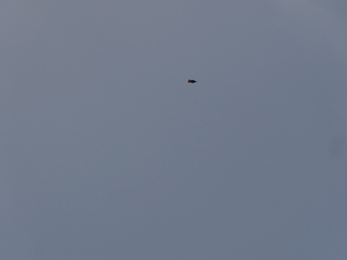 Maroon Oriole (Oriolus traillii), photo 7