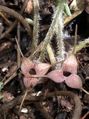 Asarum caudigerum