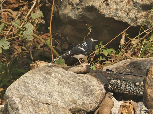 Spotted Forktail (Enicurus maculatus), photo 2