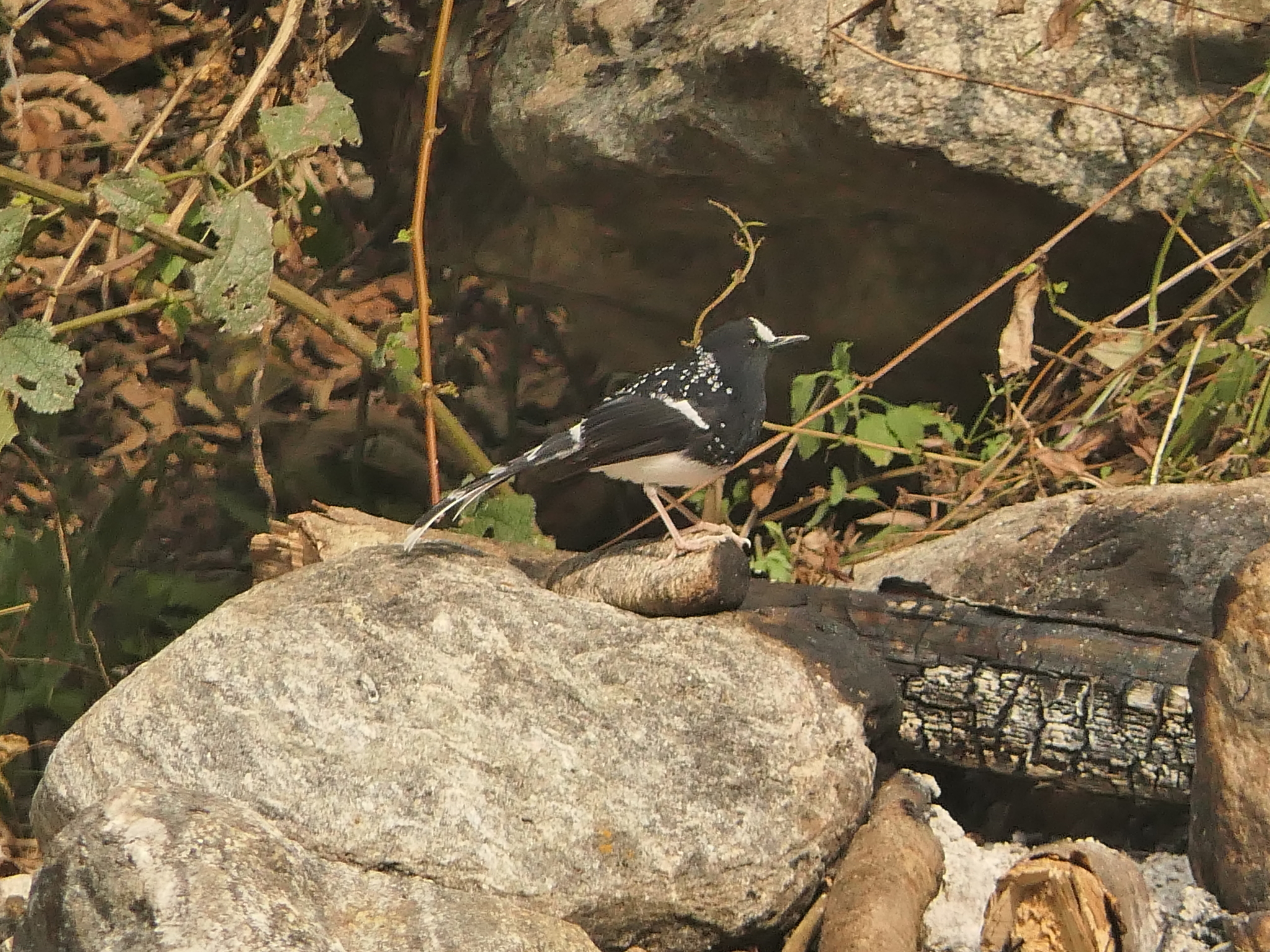 Spotted Forktail (Enicurus maculatus), photo 2