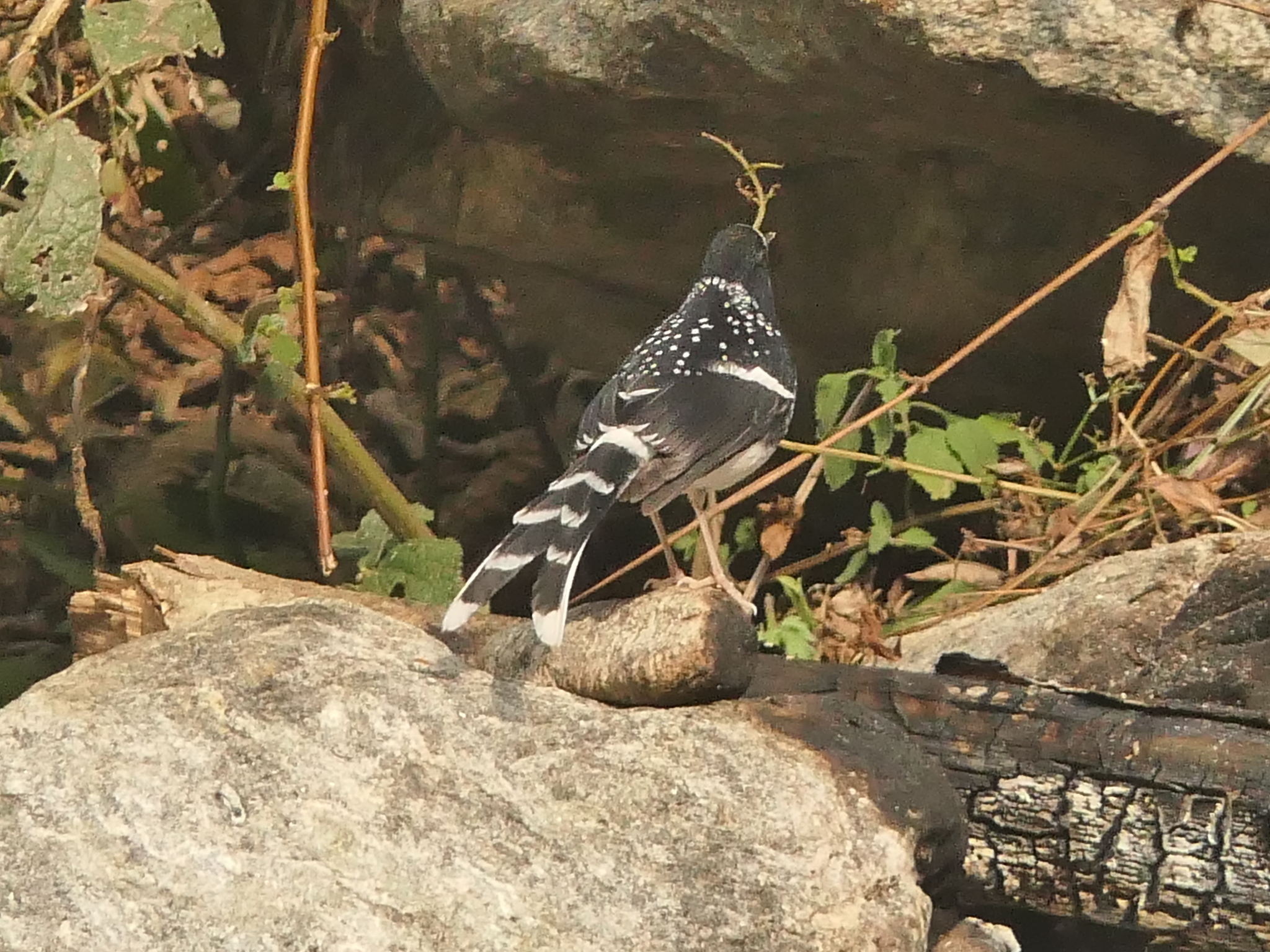 Spotted Forktail (Enicurus maculatus), photo 1