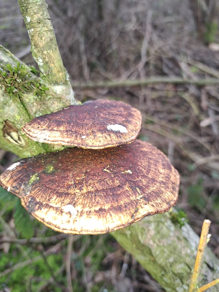 Daedaleopsis confragosa · February 2026 · photo: © andys78 (iNaturalist, cc-by)