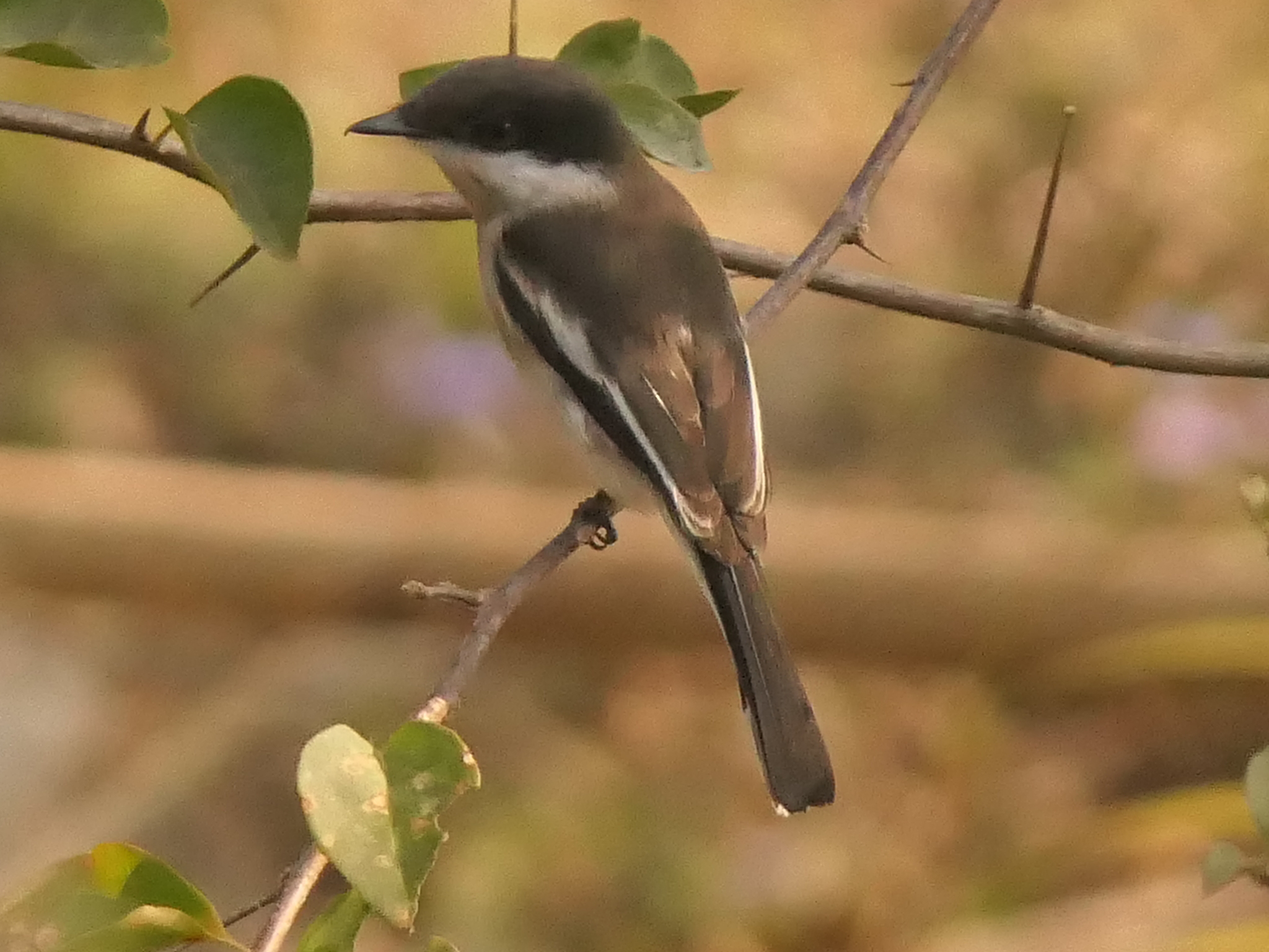 Bar-winged Flycatcher-shrike (Hemipus picatus), photo 8