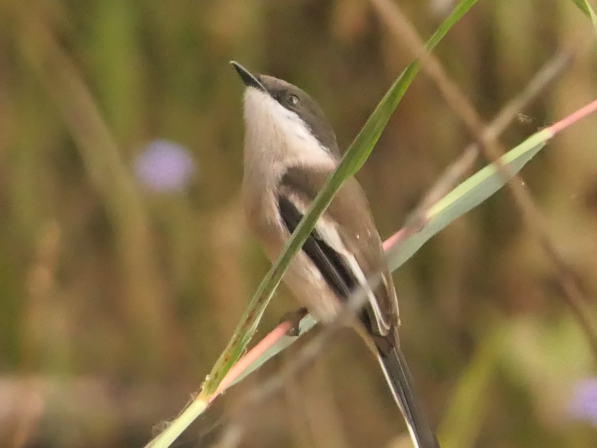 Bar-winged Flycatcher-shrike (Hemipus picatus), photo 7