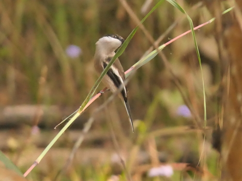 Bar-winged Flycatcher-shrike (Hemipus picatus), photo 5