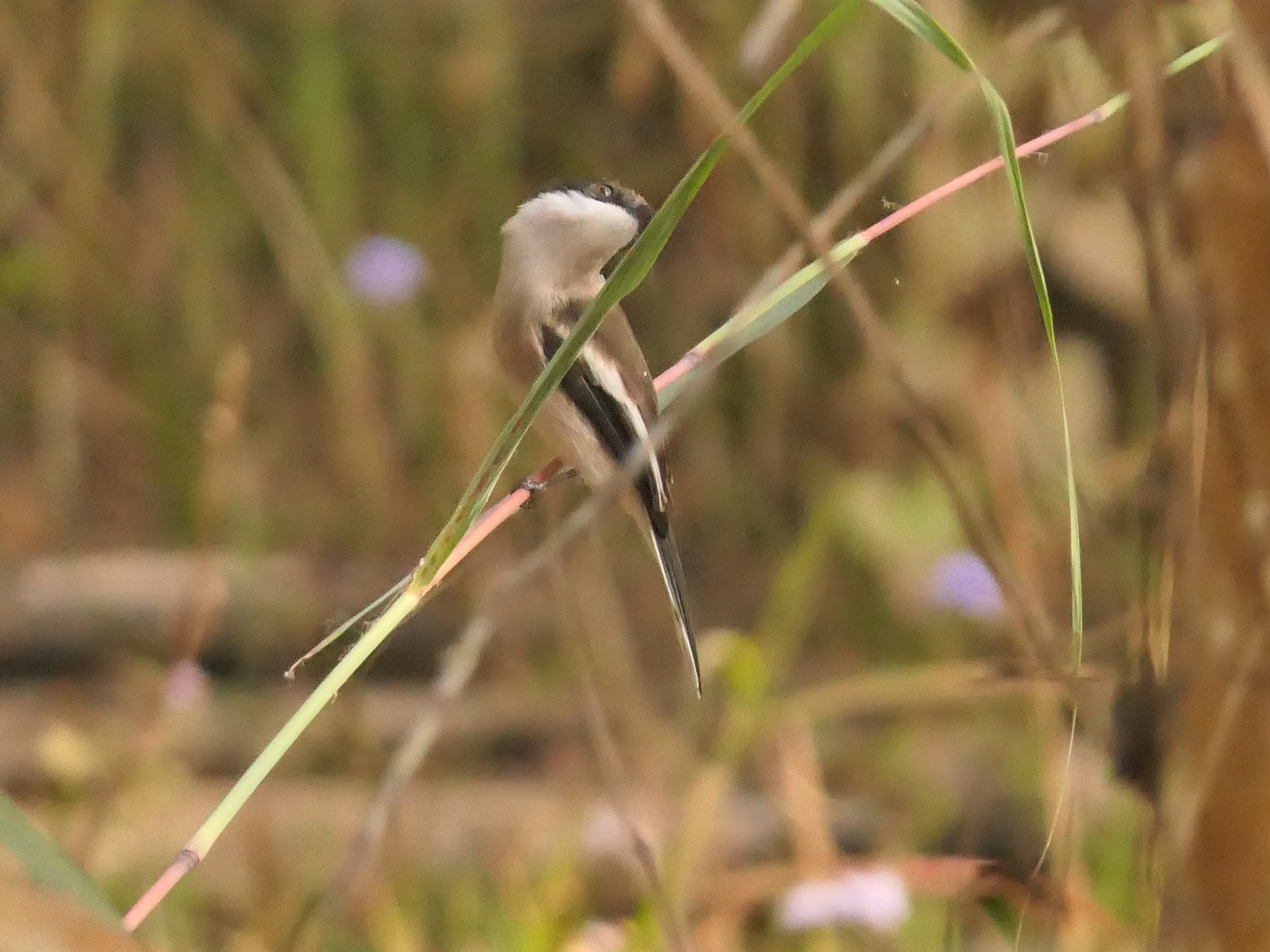 Bar-winged Flycatcher-shrike (Hemipus picatus), photo 6