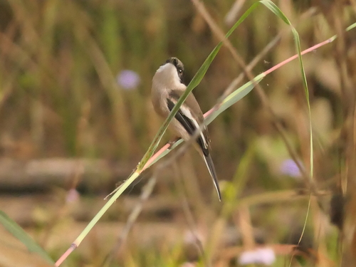 Bar-winged Flycatcher-shrike (Hemipus picatus), photo 4