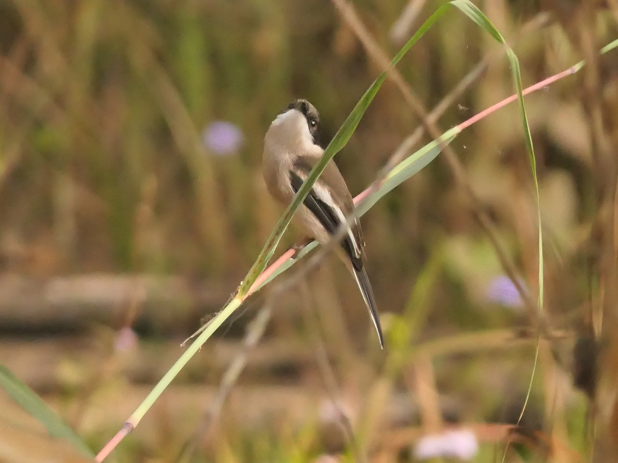 Bar-winged Flycatcher-shrike (Hemipus picatus), photo 5