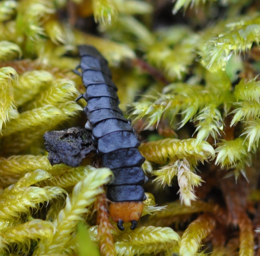 Lygistopterus sanguineus