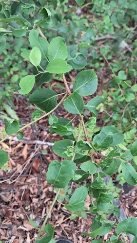 Schinus patagonica, photograph 2