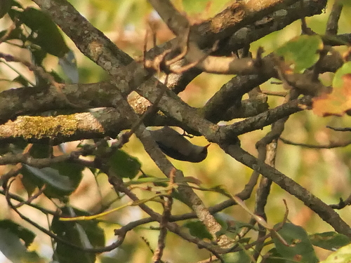 Velvet-fronted Nuthatch (Sitta frontalis), photo 5