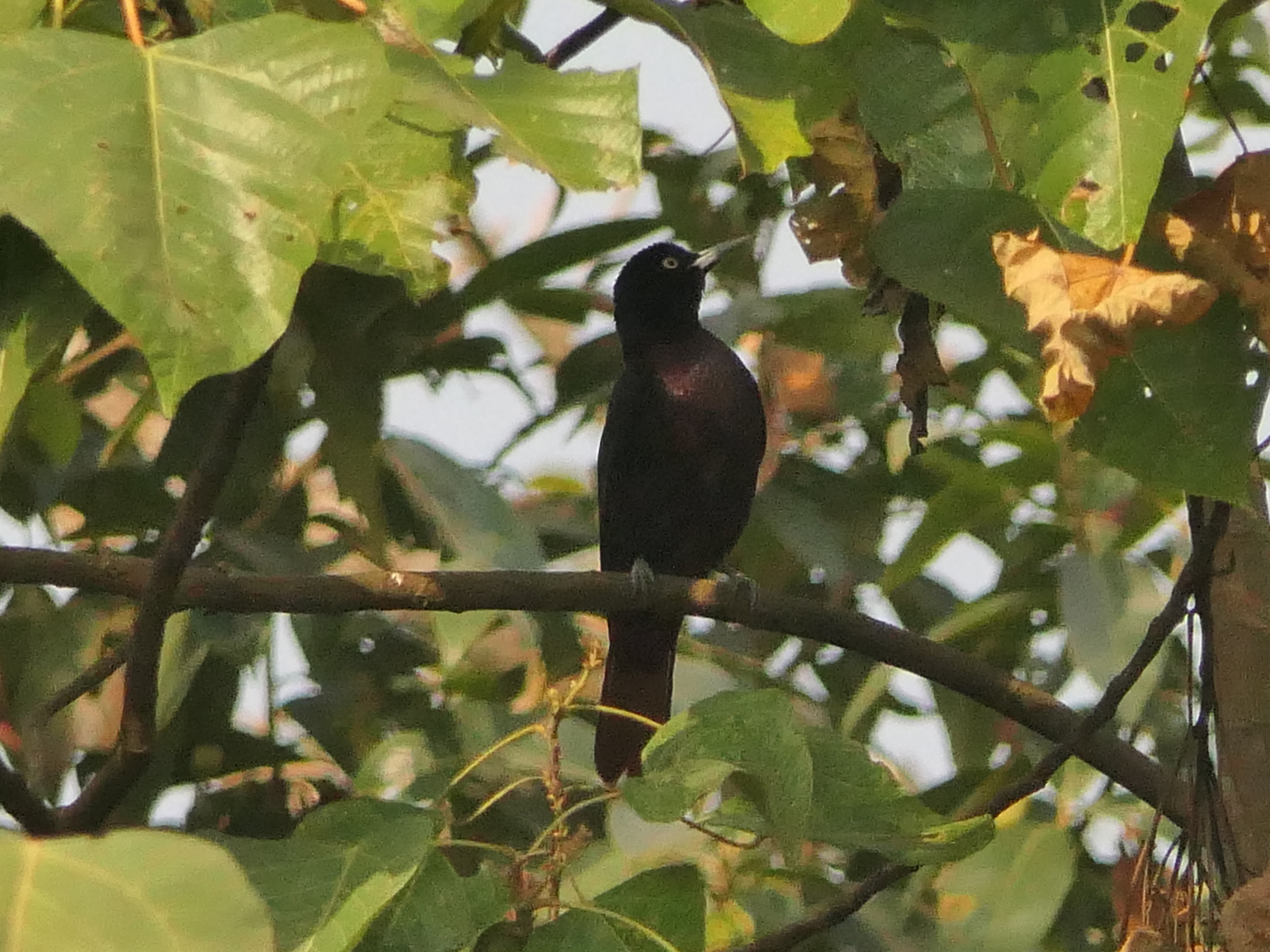 Maroon Oriole (Oriolus traillii), photo 3
