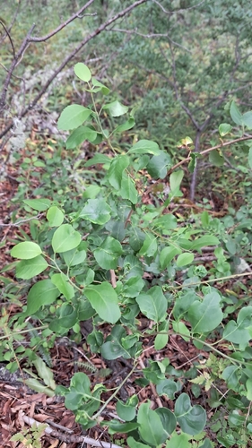 Schinus patagonica, photograph 4
