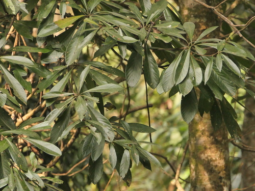 Grey-hooded Warbler (Phylloscopus xanthoschistos), photo 8