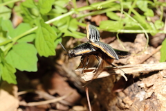 Chalcolepidius rugatus