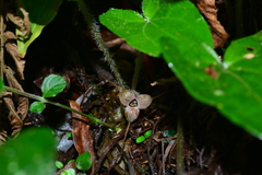 Asarum caudigerum